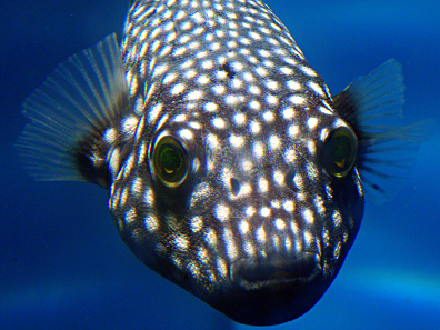 A&M Aquatics - Wholesale Marine Fish & Supplies